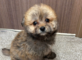 1 boy 10 week old pomapoo