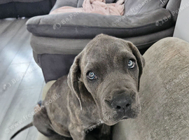 Cane corso