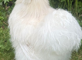 USA silkie cockerel