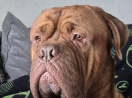 Urgent Re-Home