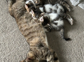 3 male kittens for sale