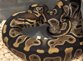 Snakes for sale