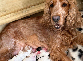 STUNNING KC Show-type cocker spaniel