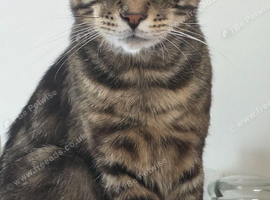 Large Black Tabby Male