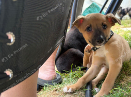Whippet x puppies