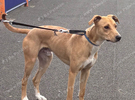 Saluki bull lurcher