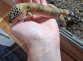 Proven male leopard gecko, black night genes.