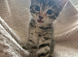 Looking for forever homes