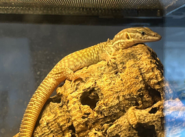 2 x 4 week old Ackie Monitor for Sale