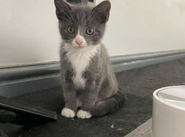 Russian blue cross
