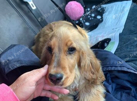 Show type cocker spaniel KC REGISTERED