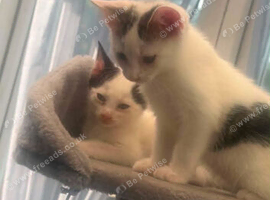 Kittens