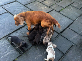 Cocker spaniel puppies