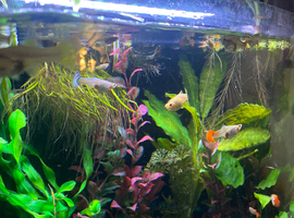 Guppies
