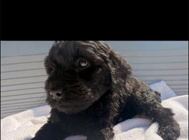 LABRADOODLE PUPPIES