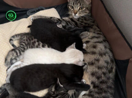 Cute Bengal Kitties