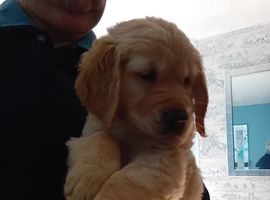 11 weeks old golden Retriever
