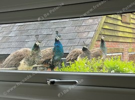 Trio of peafowl