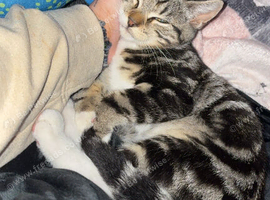 Cute tabby kitten