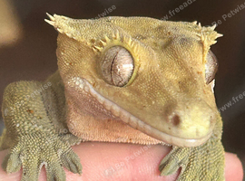 Olive base crested gecko