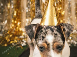 Jack russell X dachshund