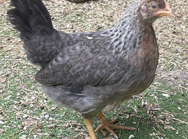 Cream Legbar Hens