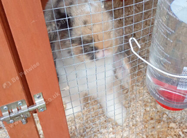 2 male bunnies