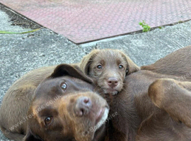 Adorable labradoodle puppies READY NOW
