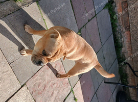 Looking to rehome our 3 year old frenchie pei bambi