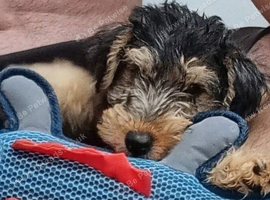 SHOW KC Lakeland Male Terrier
