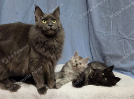 Maine Coon Kittens reasy now