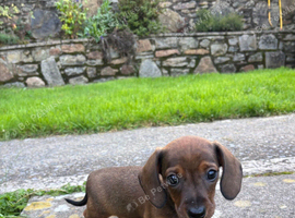 Dachshund puppy - shaded red boy