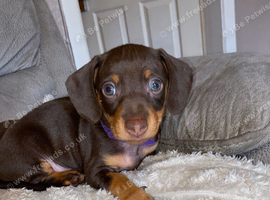 2 small mini dachshund girls