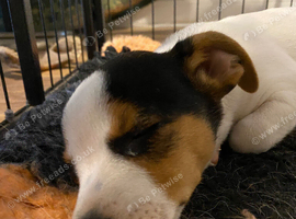 Miniature Jack Russell x chihuahua male pup