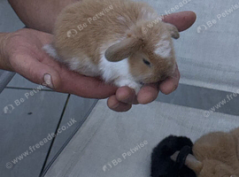Beautiful baby mini lops only 3 left