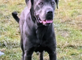 Cane Corso puppies