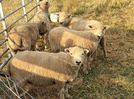 Five Southdown Yearling Ewes ideal starter flock