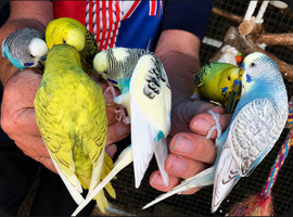 Beautiful Tame Budgies For Sale
