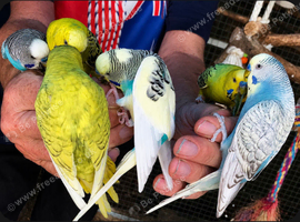Beautiful Tame Budgies For Sale