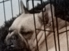French bulldog puppy wanted