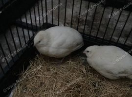 1 female and 1 male jumbo quails