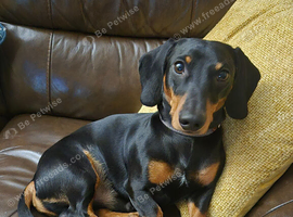 KC registered black and tan miniature dachshund