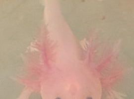 Baby axolotl