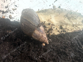 Giant African land snail with lots of babies