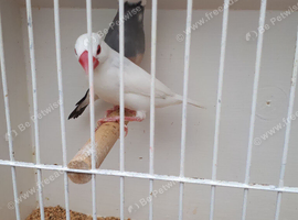Java sparrows