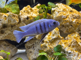 Mbuna for sale