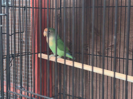 1 lovebird for sale