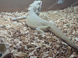 Zero bearded dragon for sale in southeast London SE7