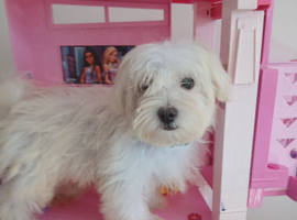 Maltese puppy