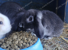 Mini lop female